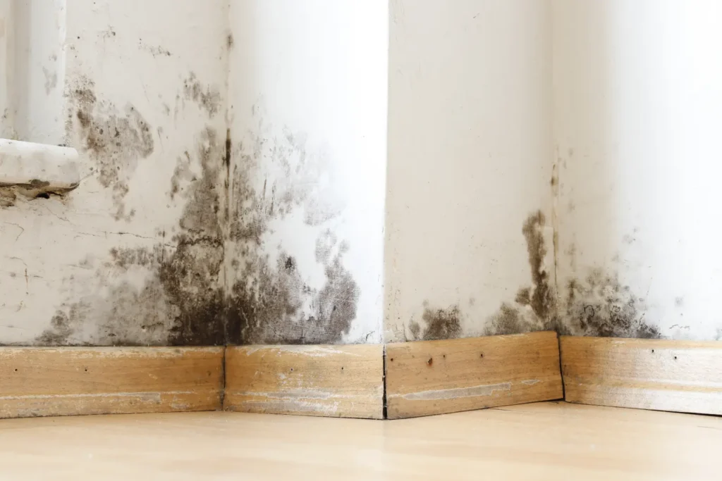 Corona, CA Mold Remediation