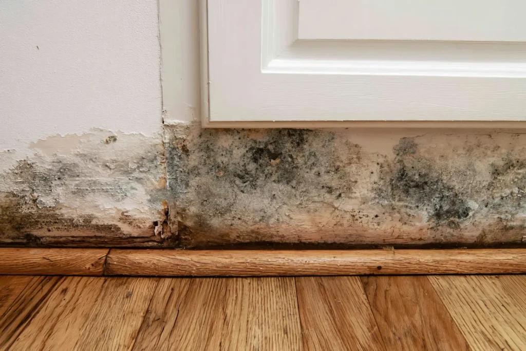 Yucaipa, CA Mold Remediation