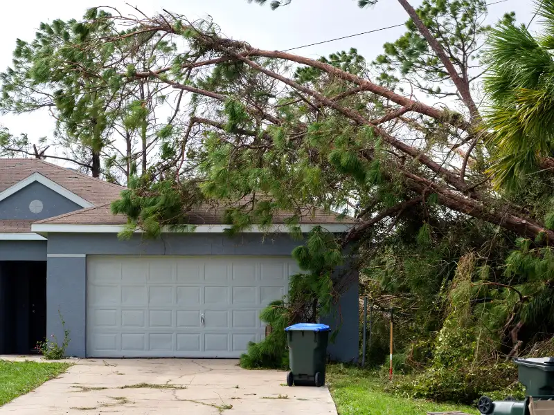 Large pine tree fallen over a house garage and driveway, partially blocking the driveway.