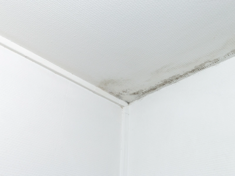 Black mold growing in the corner of a white ceiling and walls.