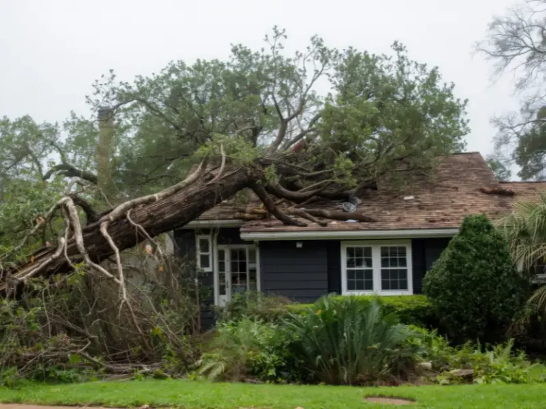 Fallen tree crushing the roof of a house.