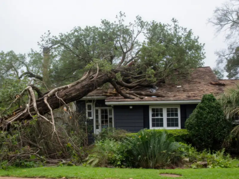 Fallen tree crushing the roof of a house.